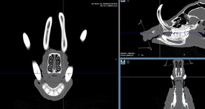London Zoo shares CT scan of 'world's ugliest' pig